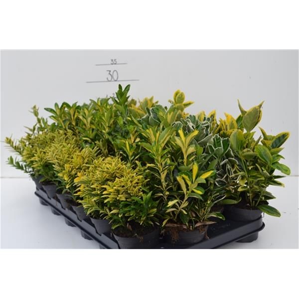 EUONYMUS JAP. MIX