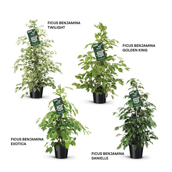 FICUS BENJAMINA MIX