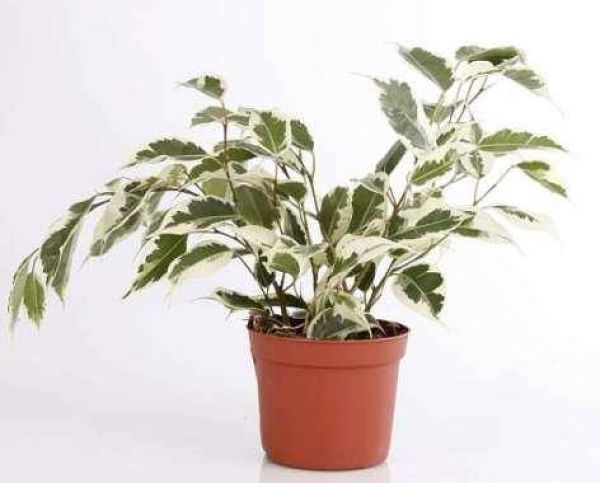 FICUS BENJAMINA STARLIGHT