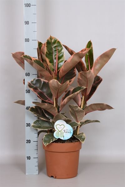 FICUS ELASTICA BELIZE