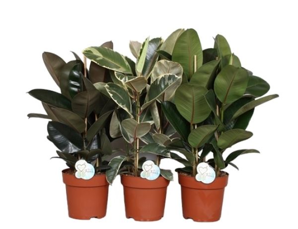 FICUS ELASTICA MIX 3PP