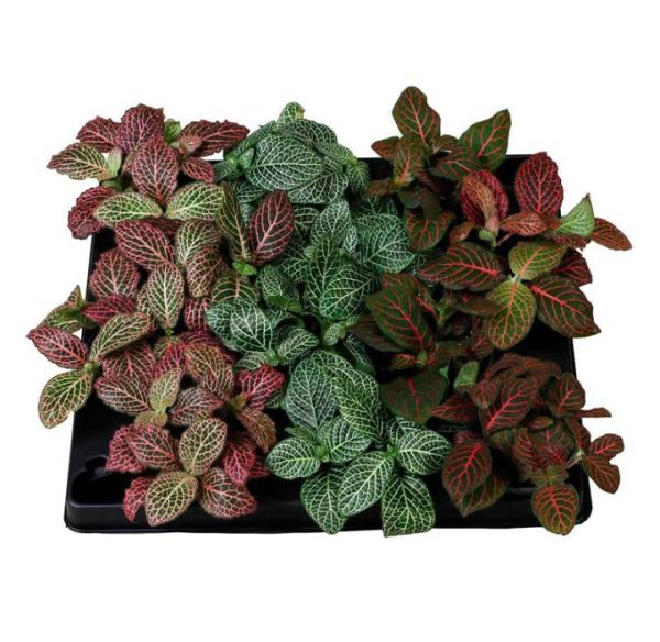FITTONIA VERSCHAFFELTII MIX