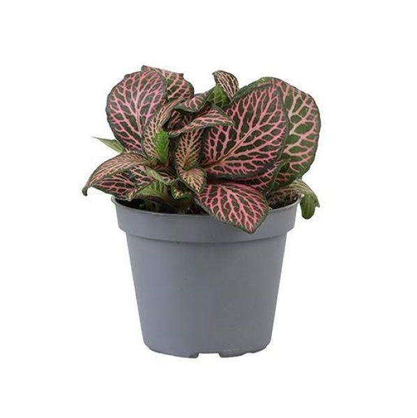 FITTONIA VERSCHAFFELTII PINK