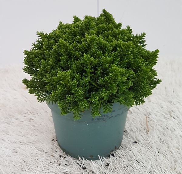 HEBE GREEN GLOBE