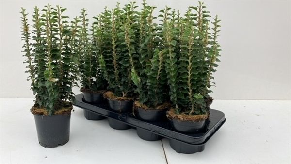 HEDERA ERECTA