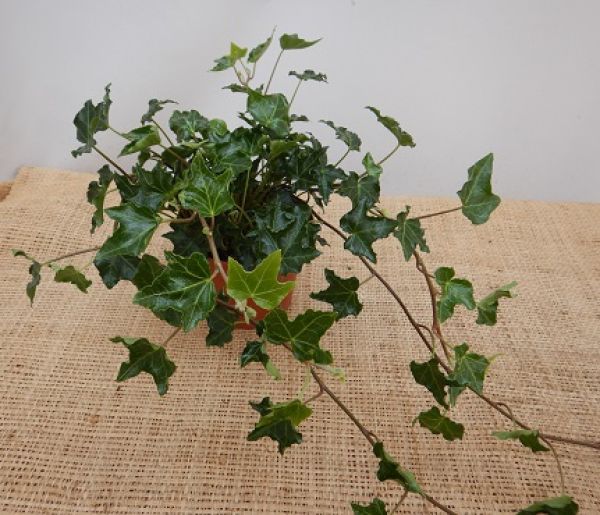 HEDERA HELIX IVALACE