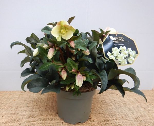HELLEBORUS HGC MARLON