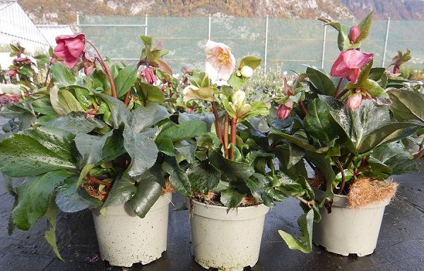 HELLEBORUS INR MIX