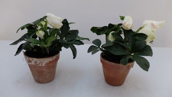 HELLEBORUS  WINTERGOLD TERRACOTTA