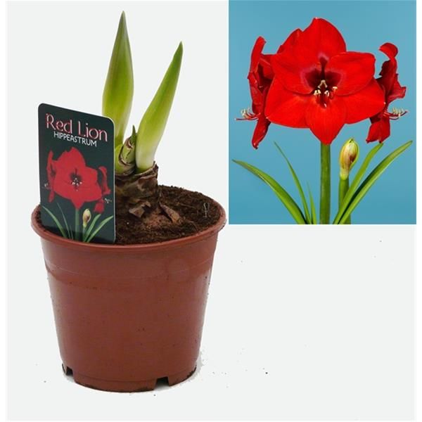 HIPPEASTTRUM RED LION