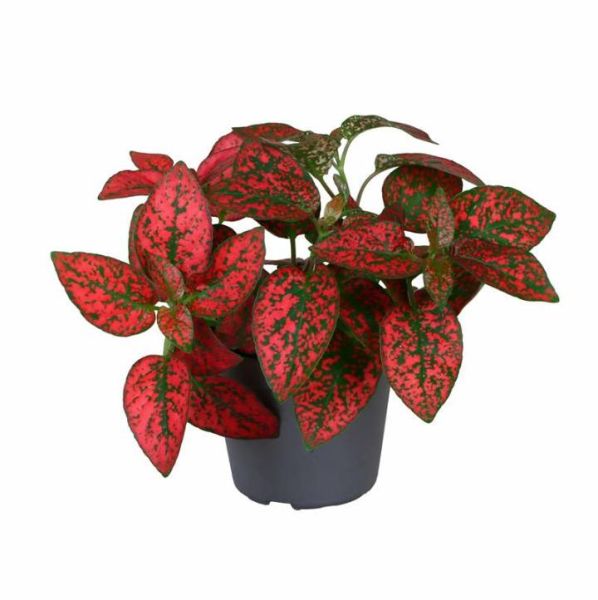 HYPOESTES PHYLLOSTACHYA