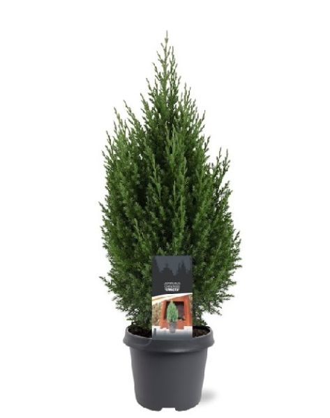 JUNIPERUS CHIN. STRICTA