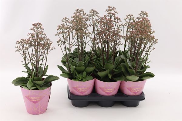KALANCHOE SURPRISING CANYON