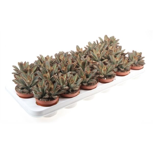 KALANCHOE TOMENTOSA