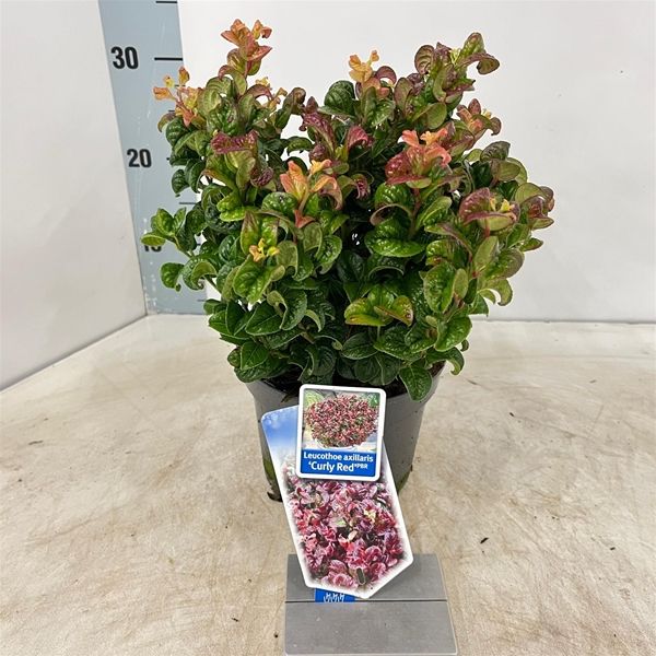 LEUCOTHOE CURLY RED