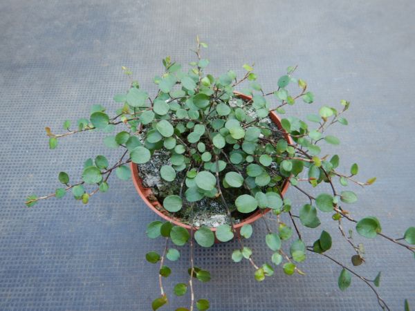 MUEHLENBECKIA COMPLEXA