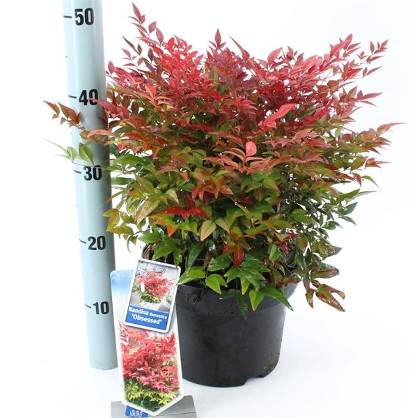 NANDINA DOMESTICA OBSESSED