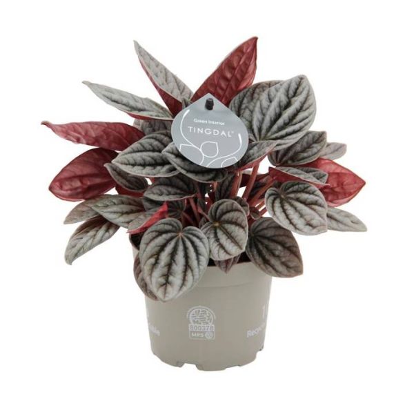 PEPEROMIA HYBRID CARACAS