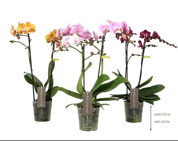 PHALAENOPSIS 2T MULTIFLORA OPT.
