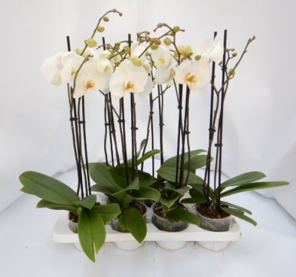 PHALAENOPSIS 2T URAL BLANC