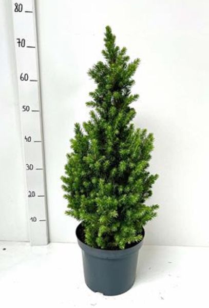 PICEA GLAUCA CONICA