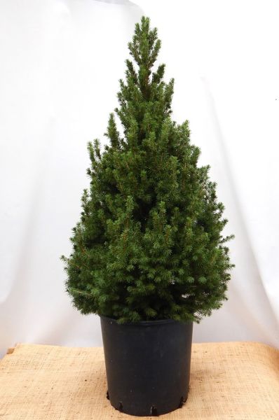 PICEA GLAUCA CONICA