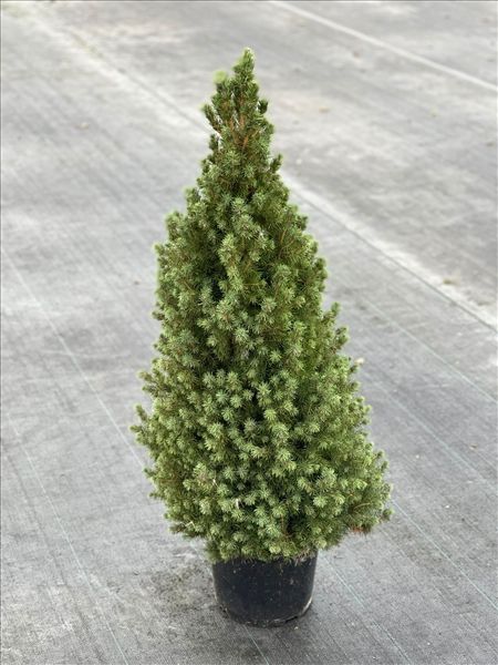 PICEA GLAUCA CONICA DECEMBRE