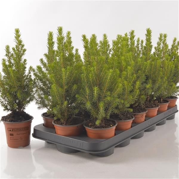 PICEA GLAUCA PERFECTA