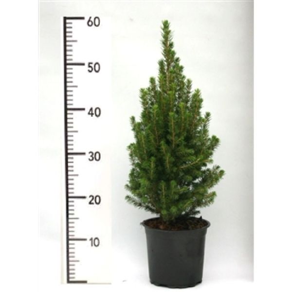 PICEA GLAUCA PERFECTA