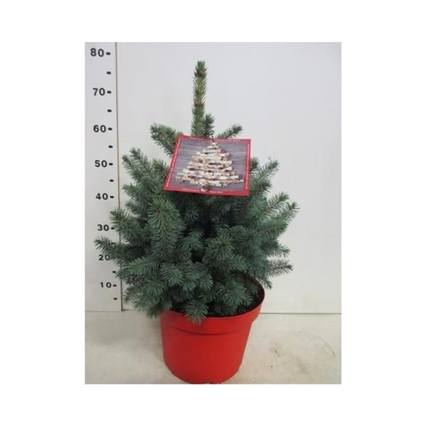 PICEA PUNGENS SUPER BLUE