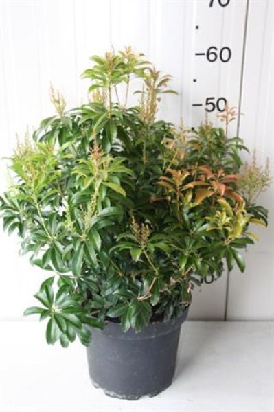 PIERIS BONFIRE