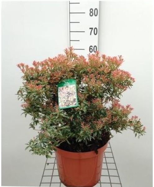PIERIS FLAMING SILVER