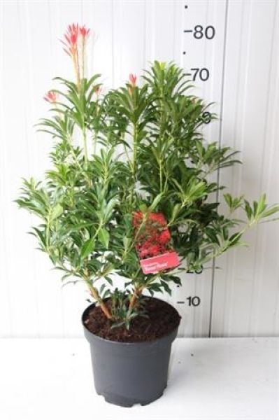 PIERIS FOREST FLAME