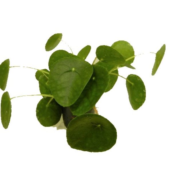 PILEA PEPEROMIODES