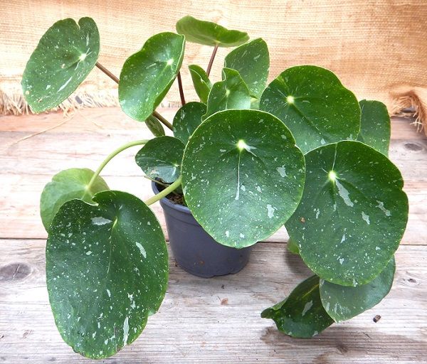 PILEA PEPEROMIODES VARIEGATA - S