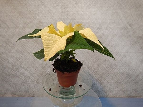 POINSETTIA MINI