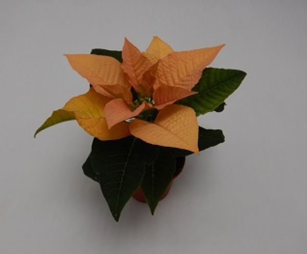 POINSETTIA MINI