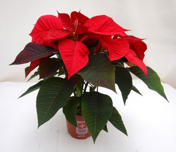 POINSETTIA TOUFFE