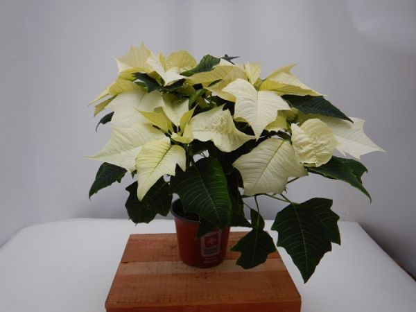 POINSETTIA TOUFFE