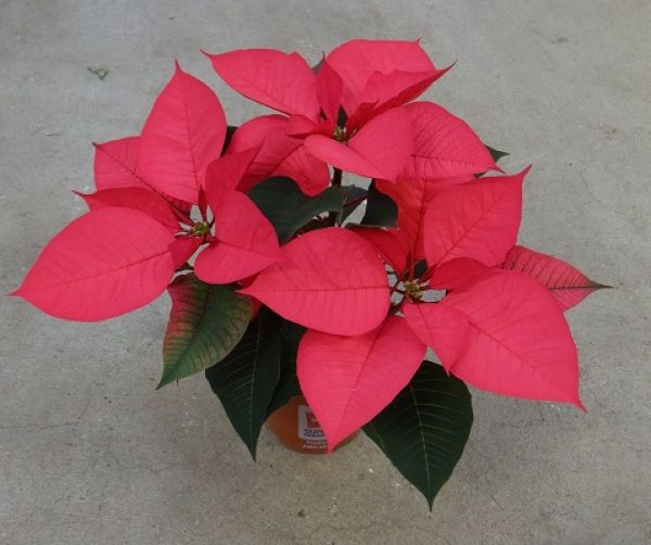 POINSETTIA TOUFFE
