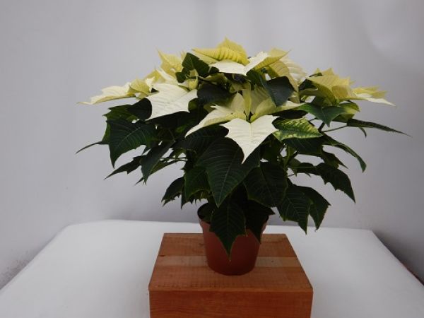 POINSETTIA TOUFFE