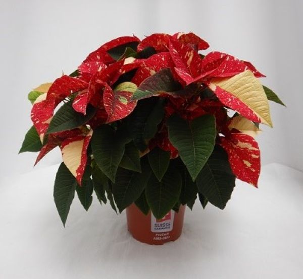 POINSETTIA TOUFFE