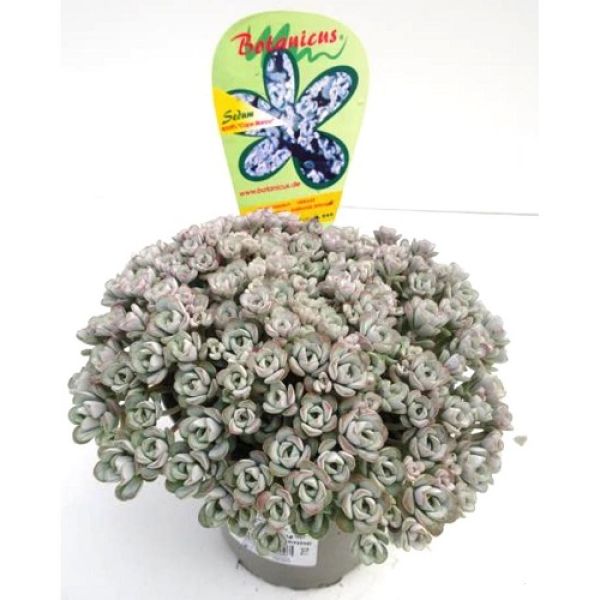 SEDUM CAPE BIANCO