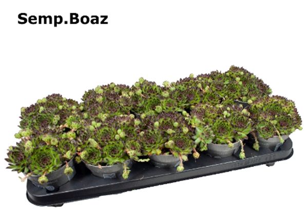 SEMPERVIVUM BOAZ