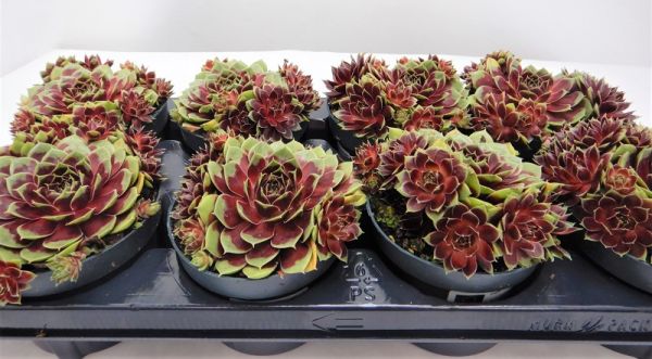 SEMPERVIVUM COCONUT CRISTAL