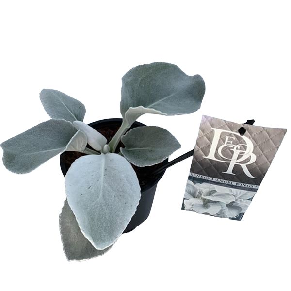 SENECIO ANGEL WINGS