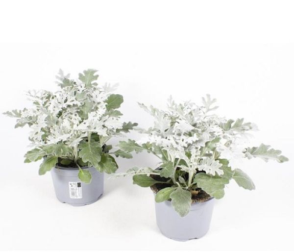 SENECIO MARITIME