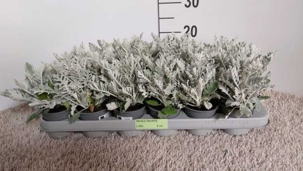 SENECIO MARITIME