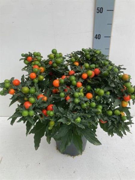 SOLANUM PSEUDO. MEGABAL
