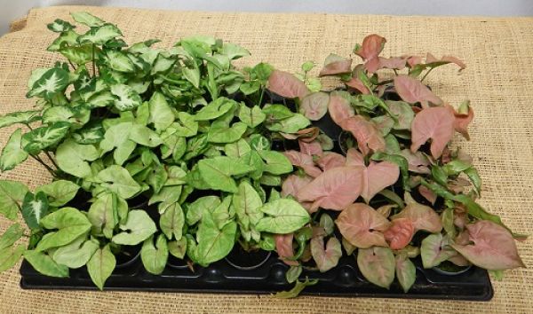 SYNGONIUM PODOPHYLLUM MIX